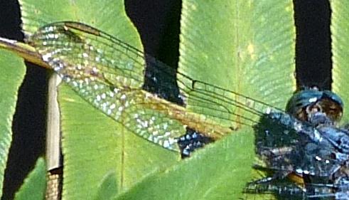Orthetrum coerulescens